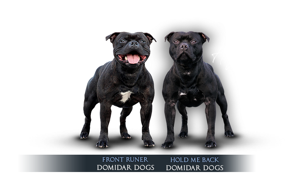 Staffordshire Bull Terrier kennel stud dogs